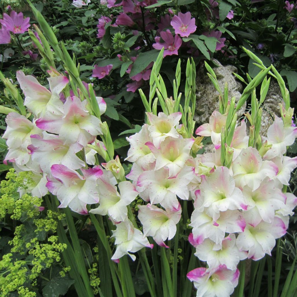 Gladiolus colvillei Frozen Sparks - Zwerg-Gladiole