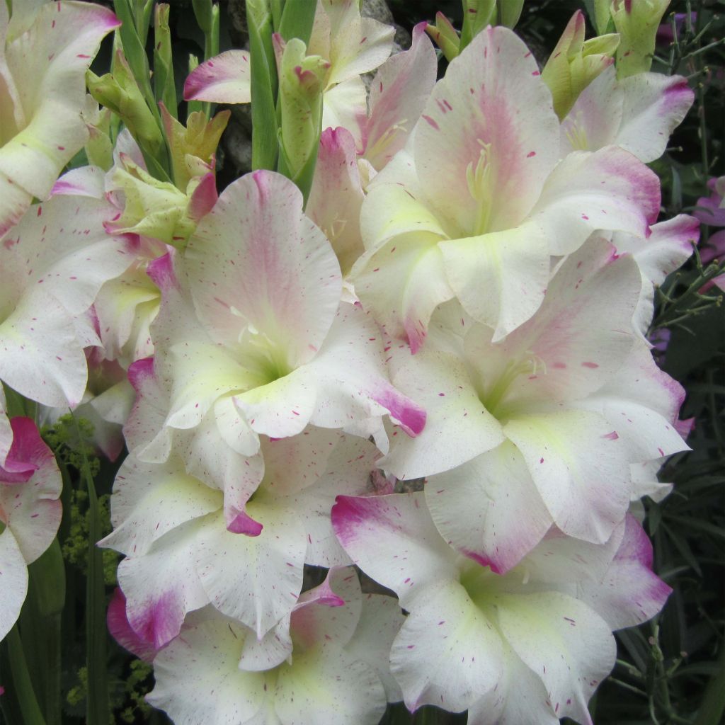 Gladiolus colvillei Frozen Sparks - Zwerg-Gladiole