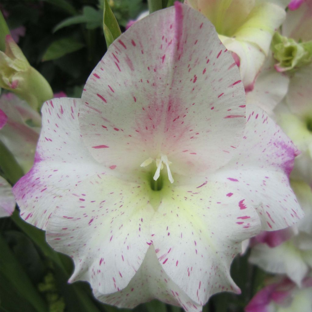 Gladiolus colvillei Frozen Sparks - Zwerg-Gladiole