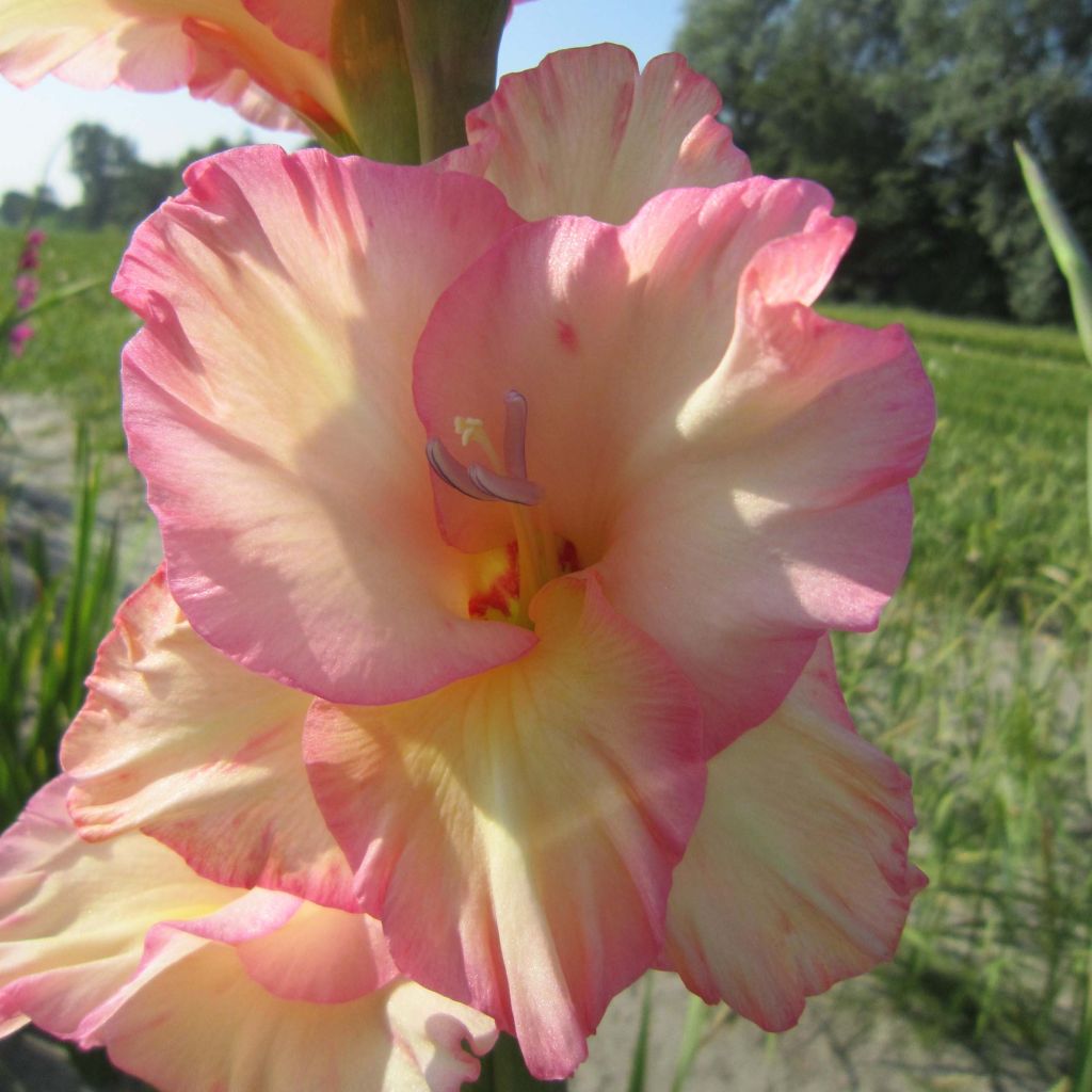 Großblütige Gladiole Fragrant Lady - Gladiolus