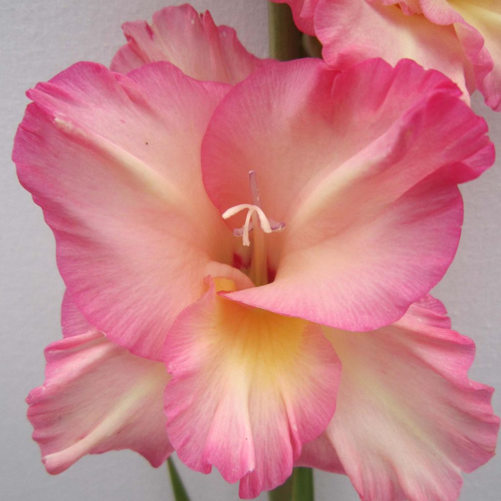 Großblütige Gladiole Fragrant Lady - Gladiolus