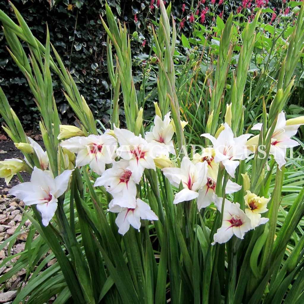 Gladiolus callianthus Lucky Star - Abessinische Gladiole