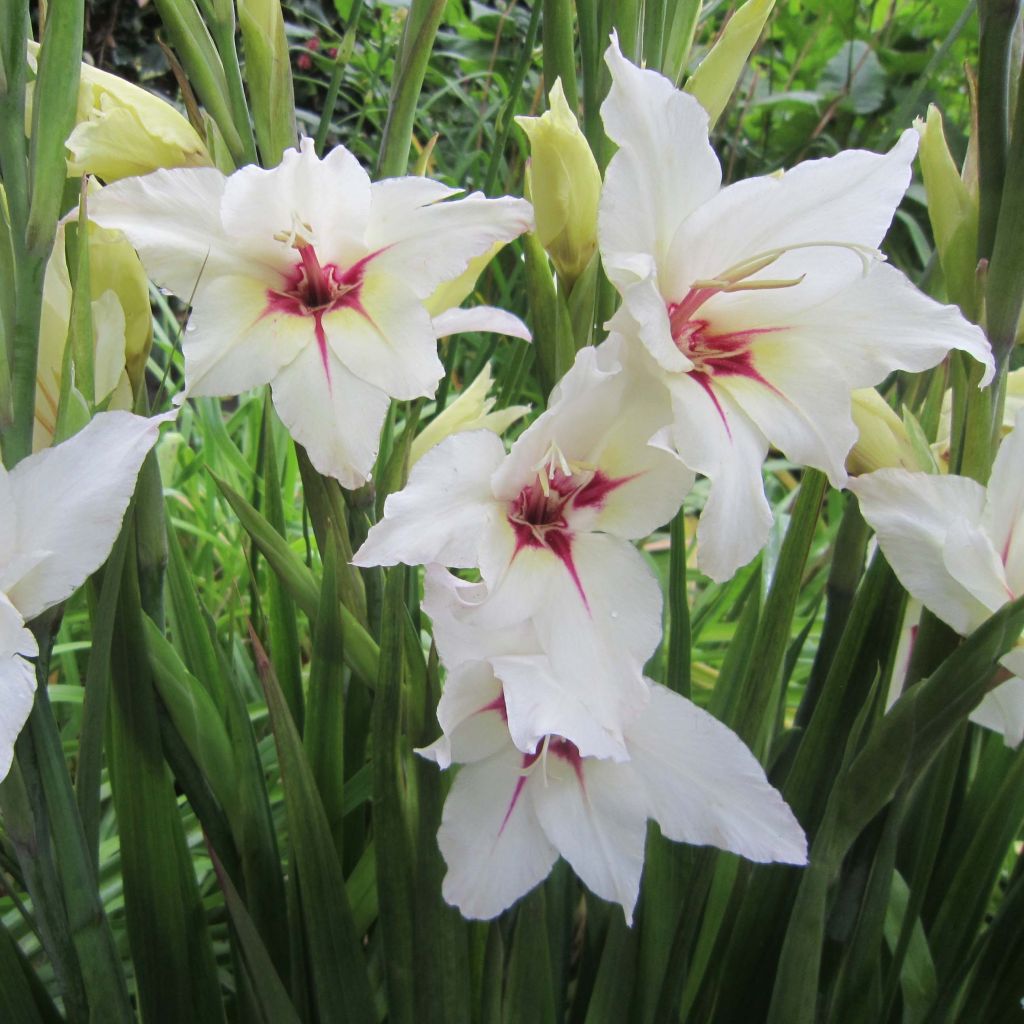 Gladiolus callianthus Lucky Star - Abessinische Gladiole