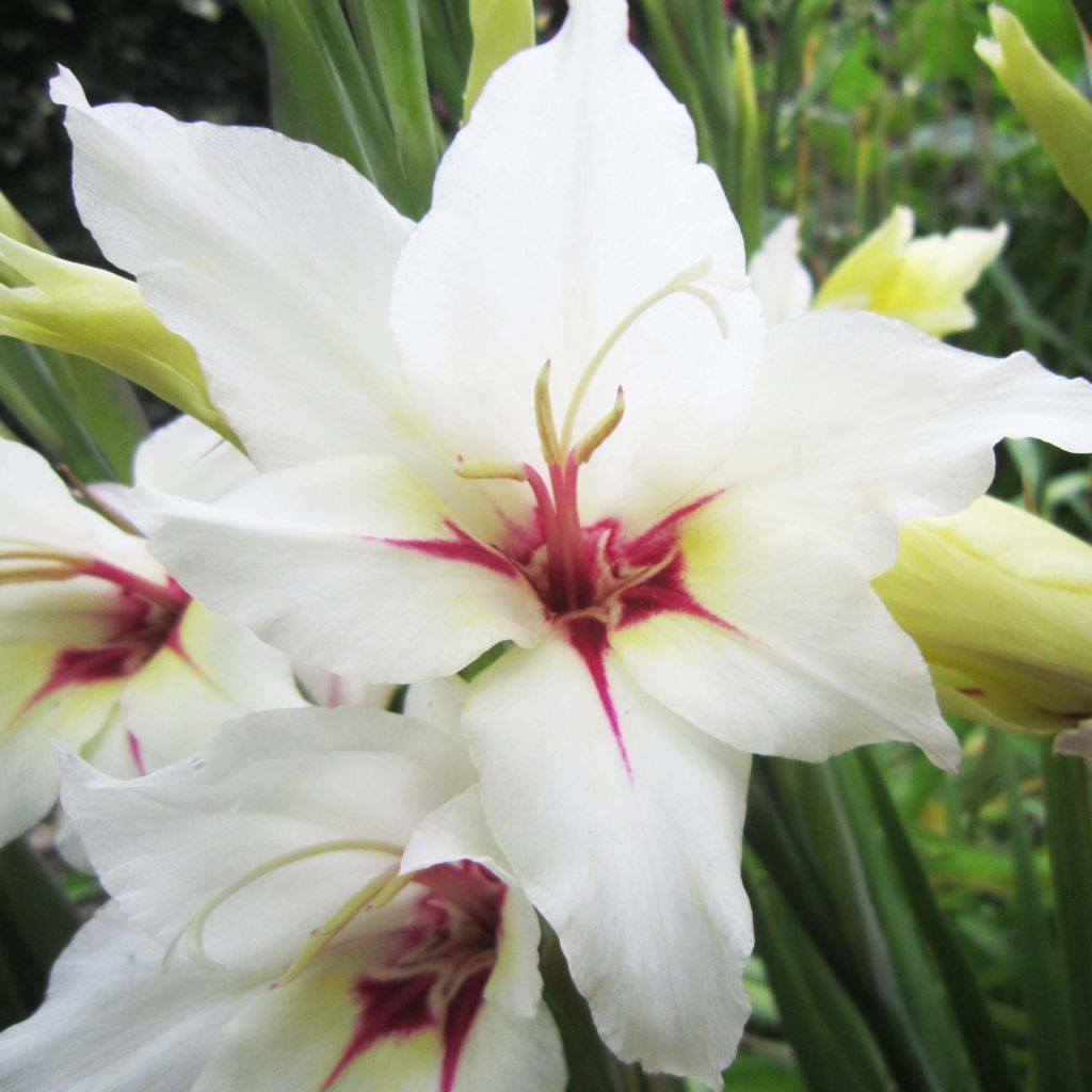 Gladiolus callianthus Lucky Star - Abessinische Gladiole