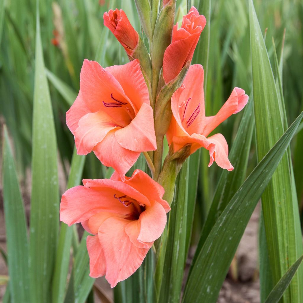 Großblütige Gladiole Peter Pears - Gladiolus