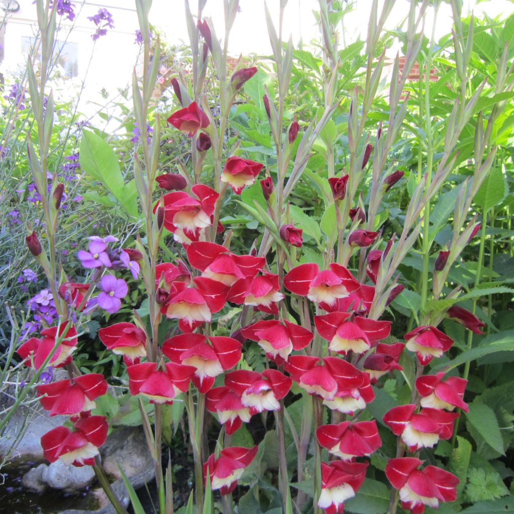 Gladiolus primulinus Laura Jay - Gladiole