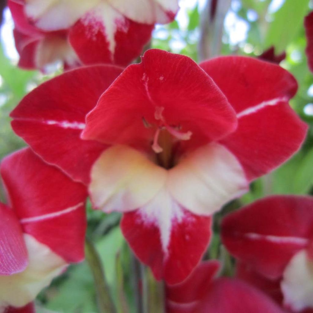 Gladiolus primulinus Laura Jay - Gladiole