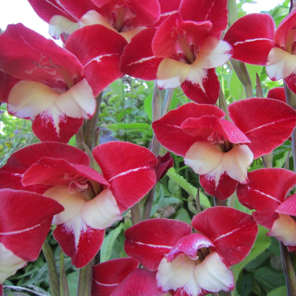 Gladiolus primulinus Laura Jay - Gladiole