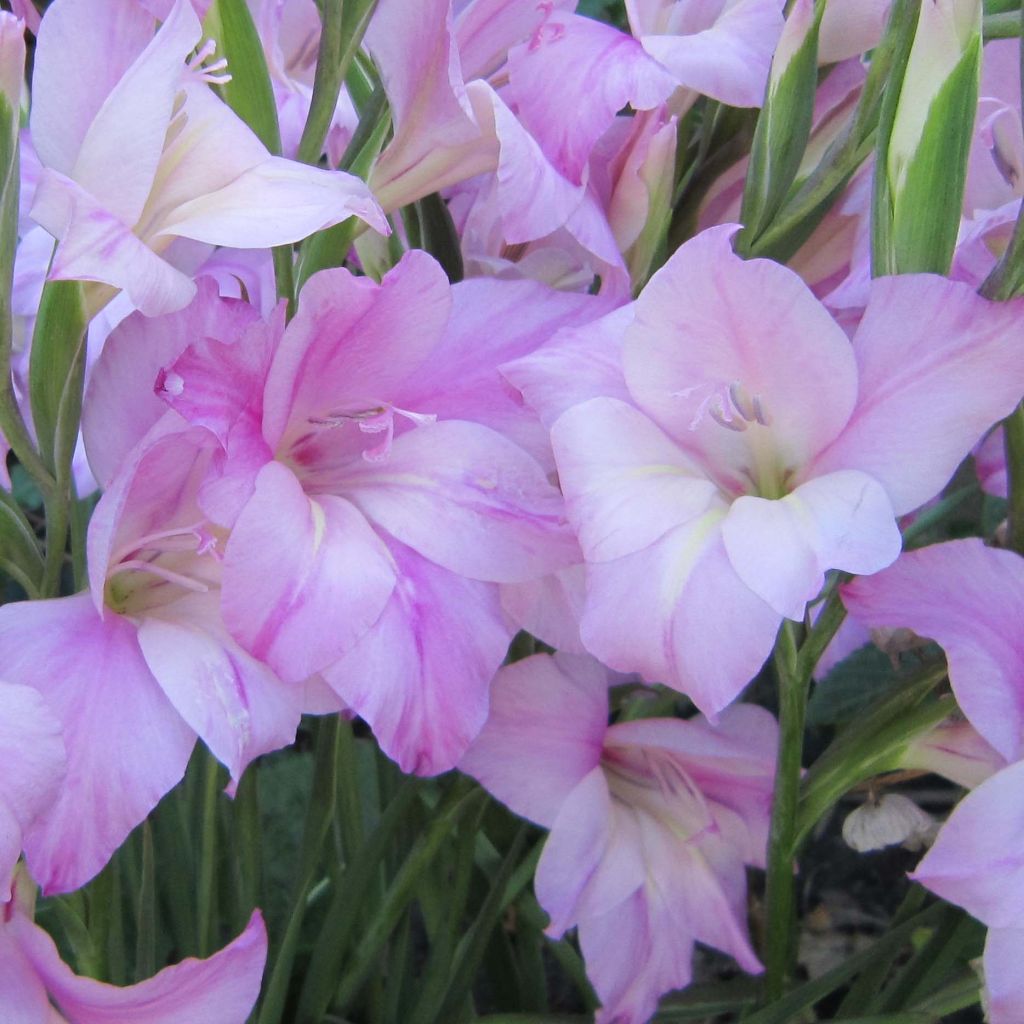 Gladiolus tubergenii Charming Lady - Gladiole