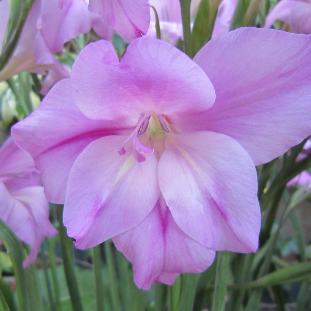 Gladiolus tubergenii Charming Lady - Gladiole