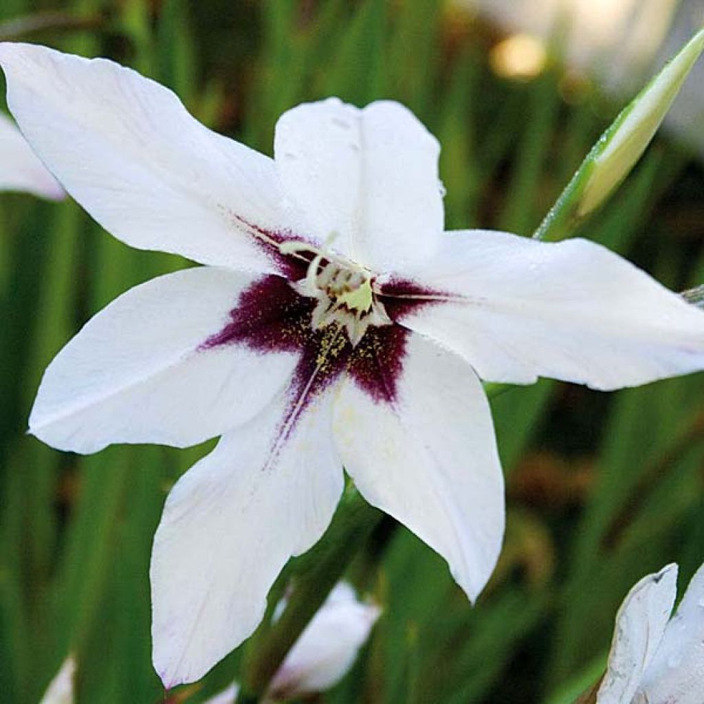 Gladiolus callianthus - Abessinische Gladiole