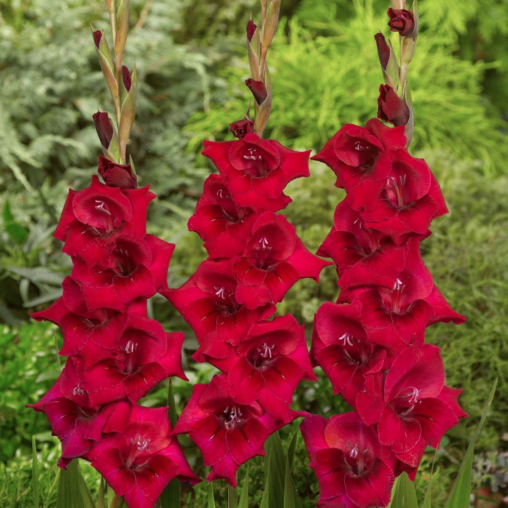 Großblütige Gladiole Cayenne - Gladiolus