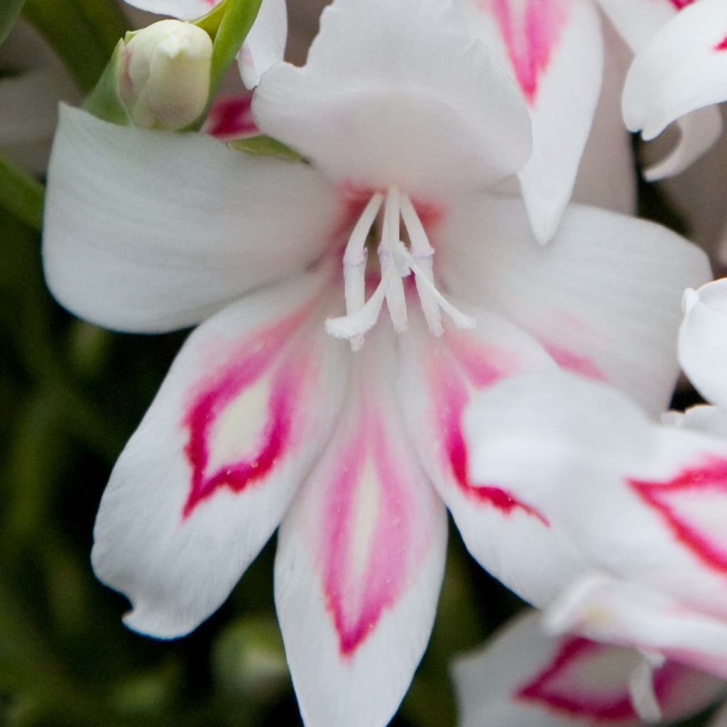 Gladiolus colvillei Nymph - Zwerg-Gladiole