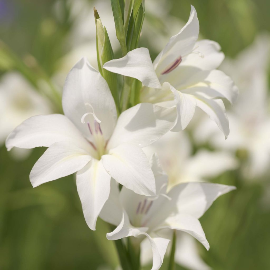 Gladiolus colvillei The Bride - Zwerg-Gladiole