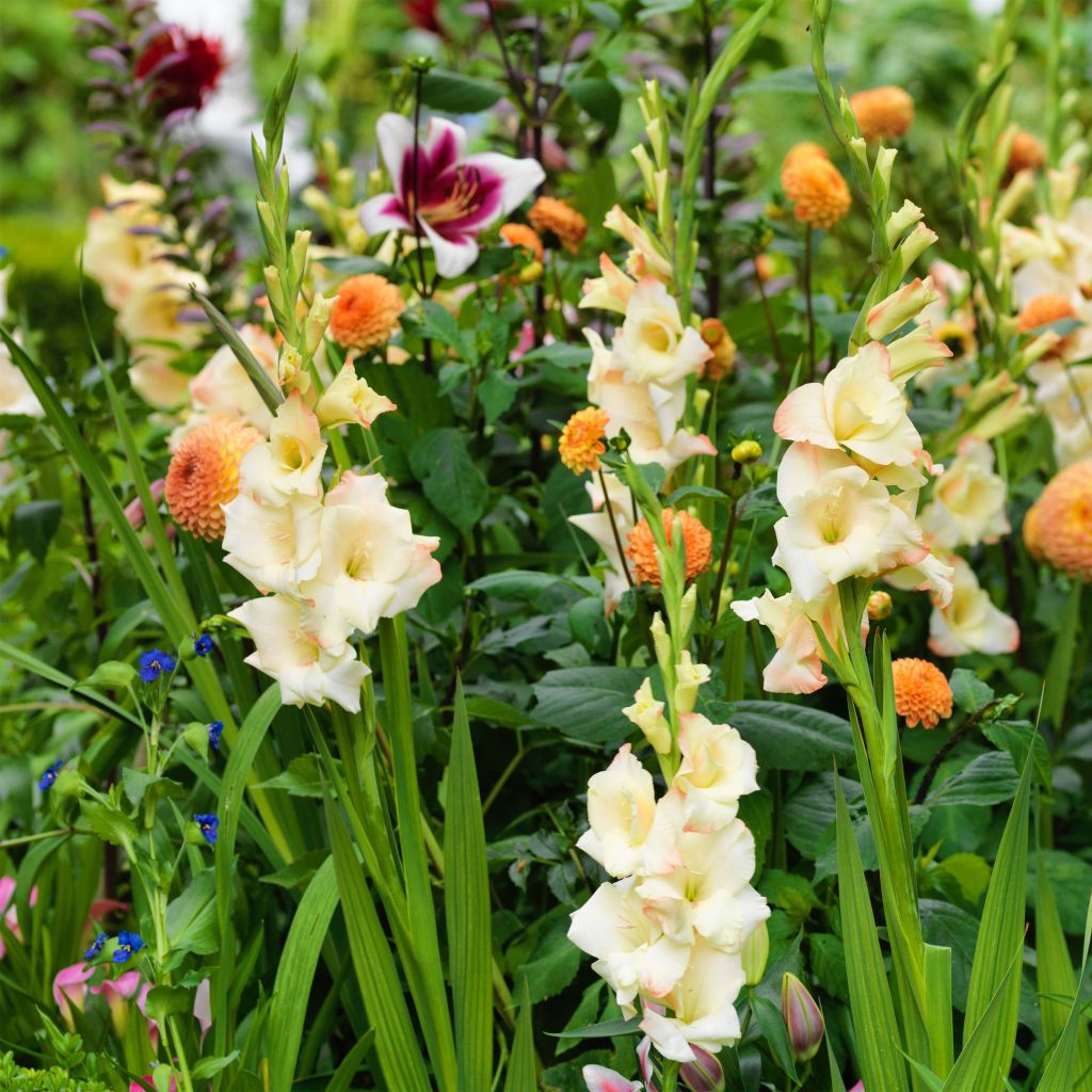 Großblütige Gladiole Cream Perfection - Gladiolus