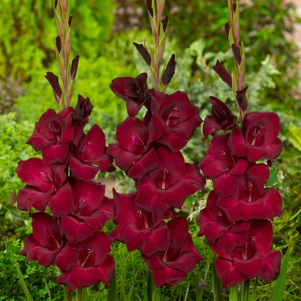 Großblütige Gladiole Espresso - Gladiolus