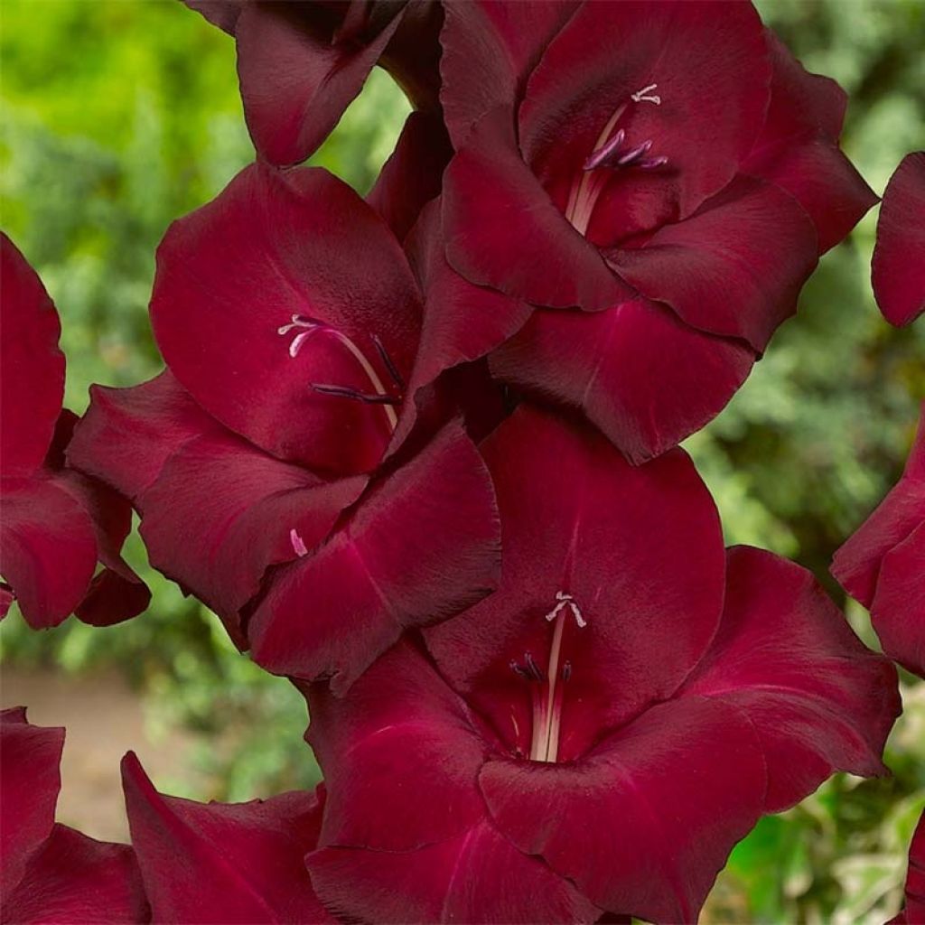 Großblütige Gladiole Espresso - Gladiolus