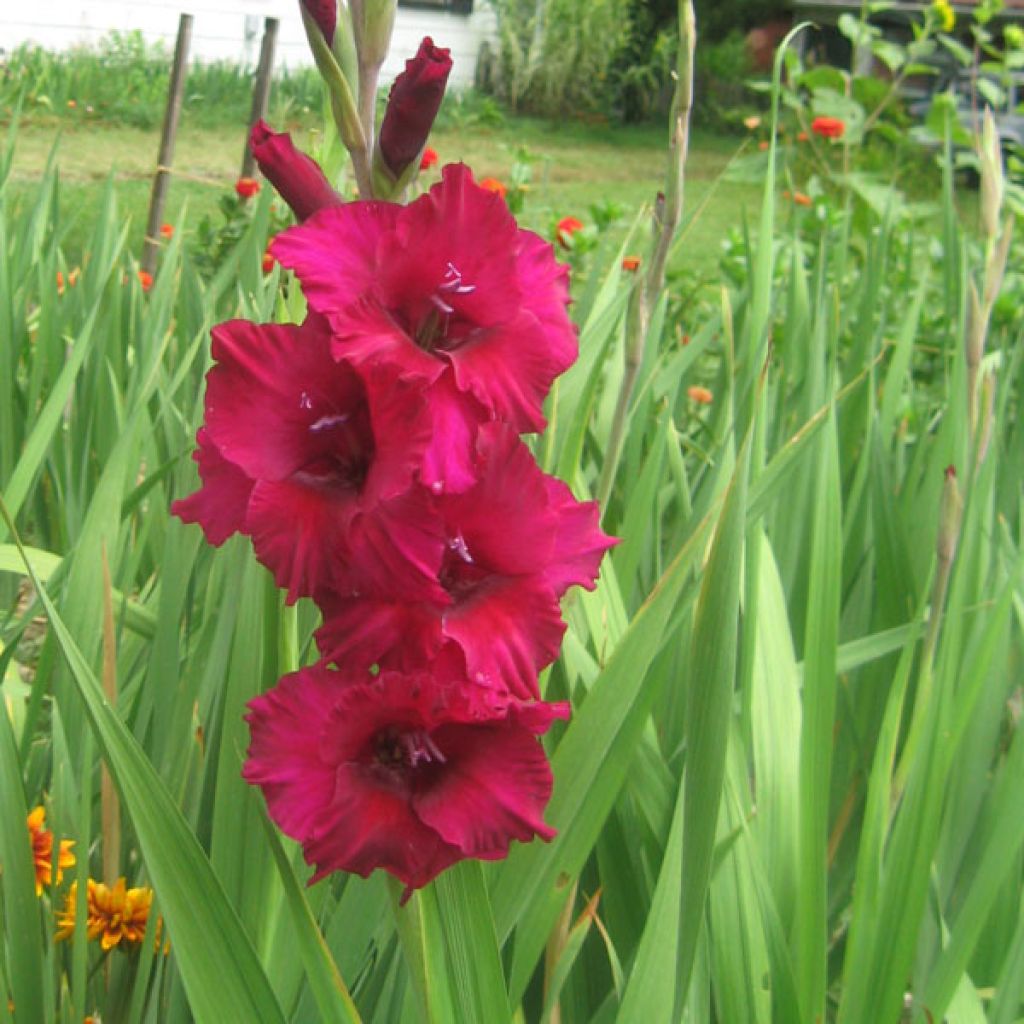 Großblütige Gladiole Fidelio - Gladiolus