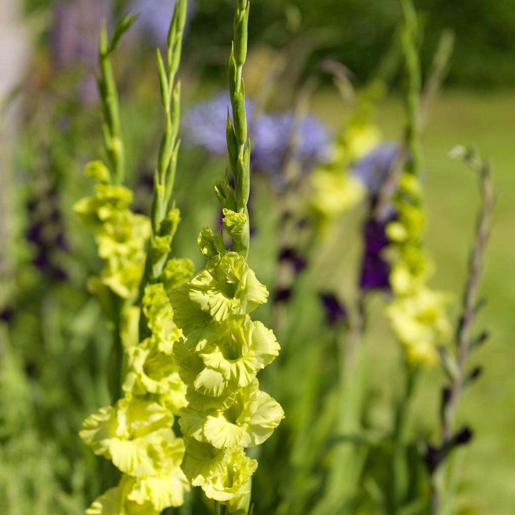 Großblütige Gladiole Green Star - Gladiolus