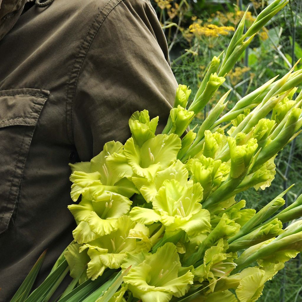 Großblütige Gladiole Green Star - Gladiolus