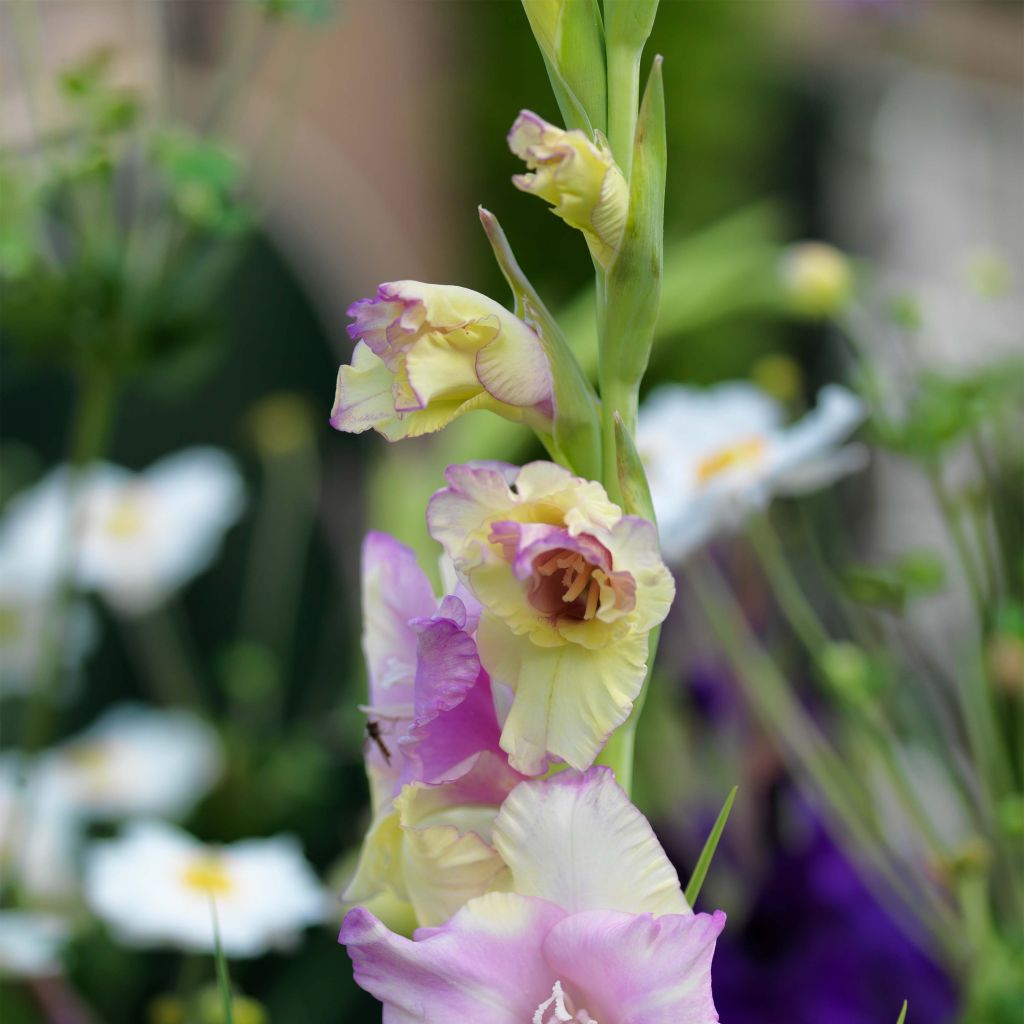 Großblütige Gladiole Mon Amour - Gladiolus