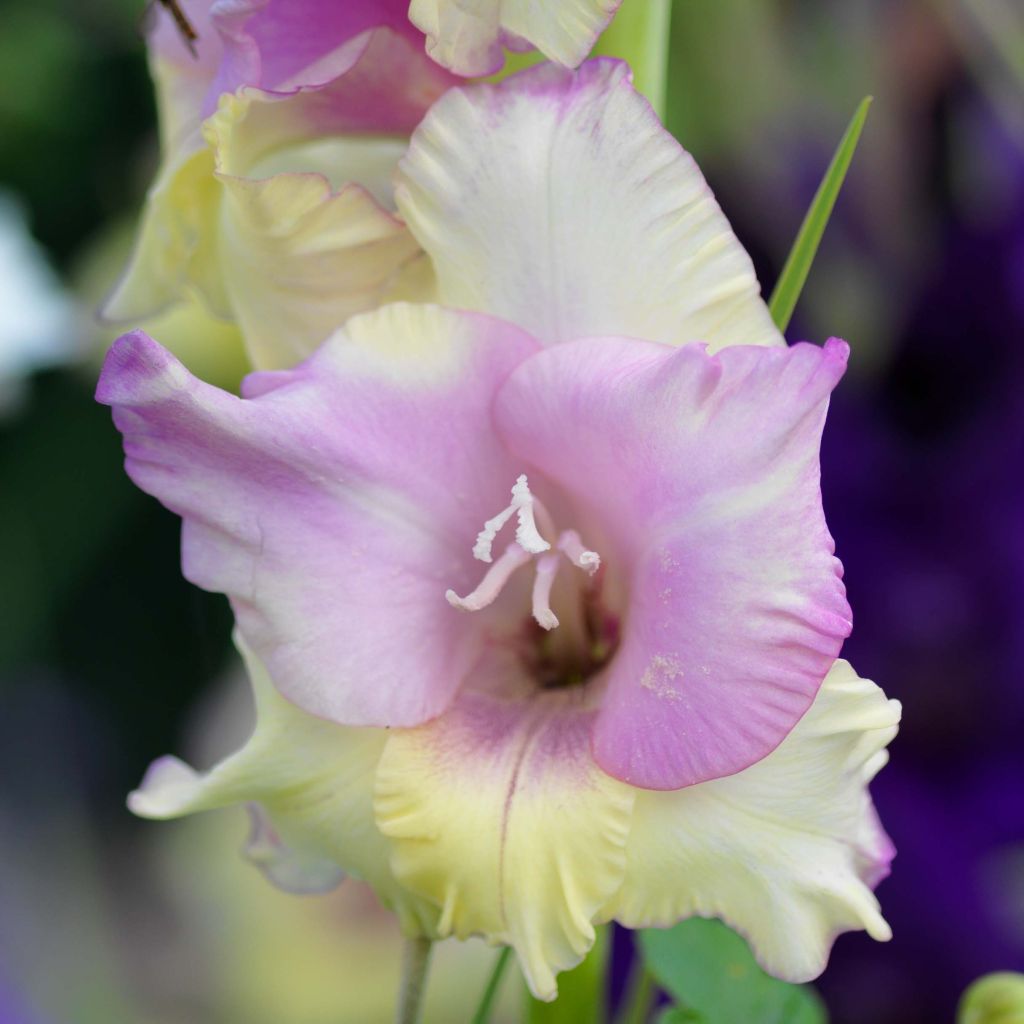 Großblütige Gladiole Mon Amour - Gladiolus