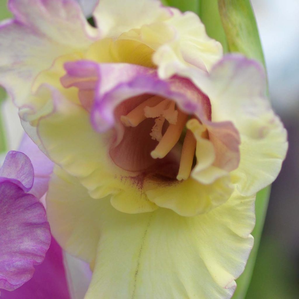 Großblütige Gladiole Mon Amour - Gladiolus