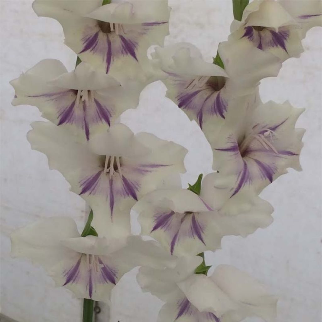 Gladiolus primulinus Angel Kisses - Gladiole