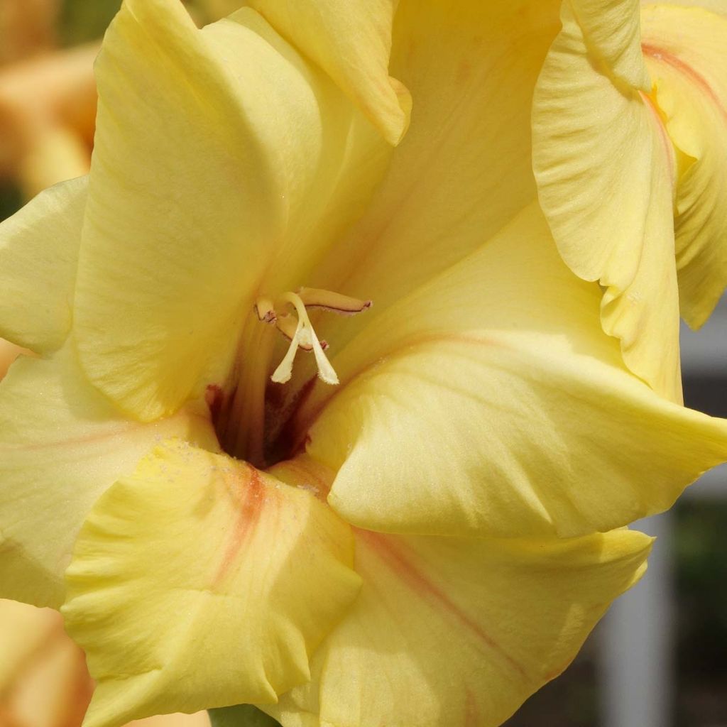 Großblütige Gladiole Ovatie - Gladiolus