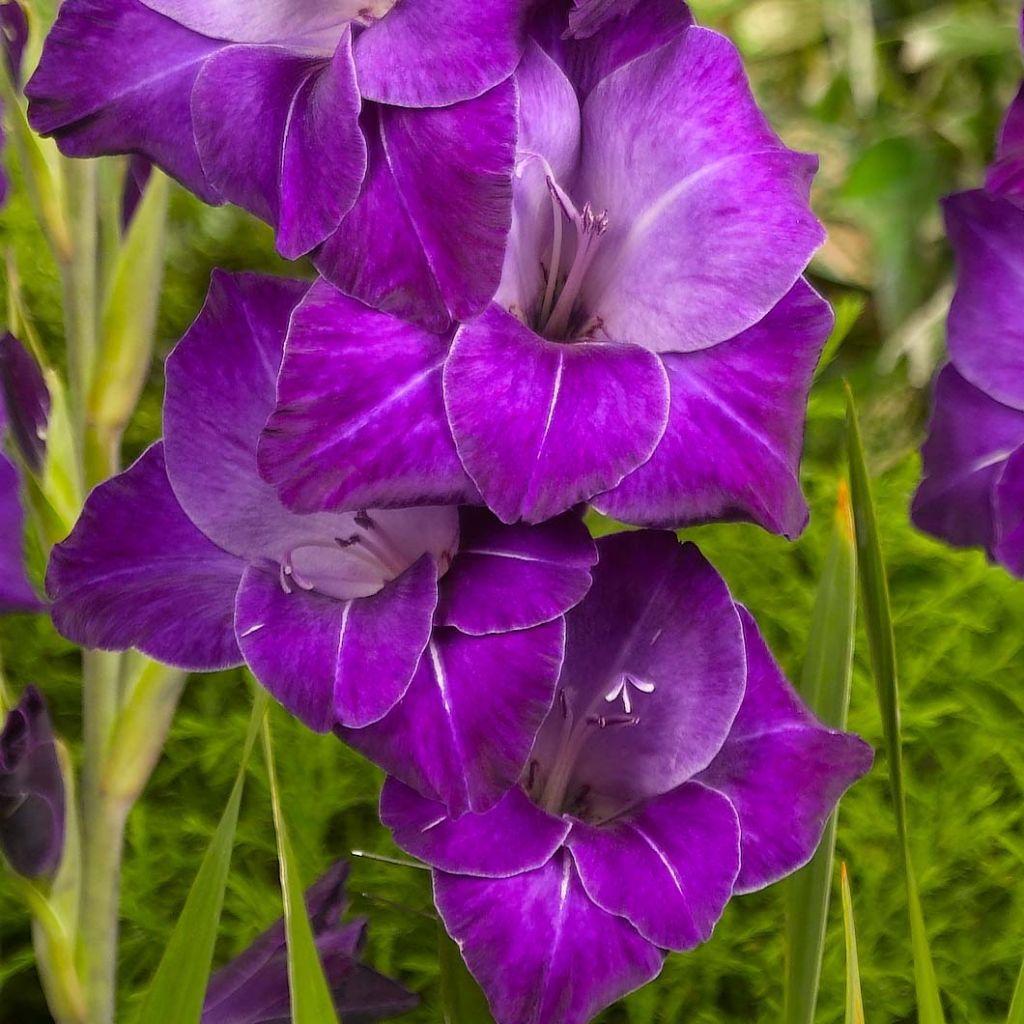 Großblütige Gladiole Violetta - Gladiolus