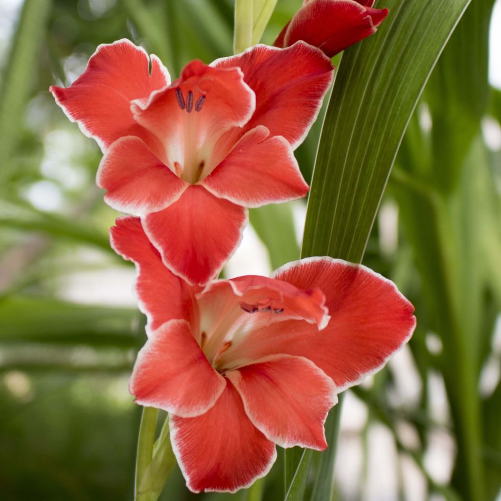 Gladiolus primulinus Atom - Gladiole