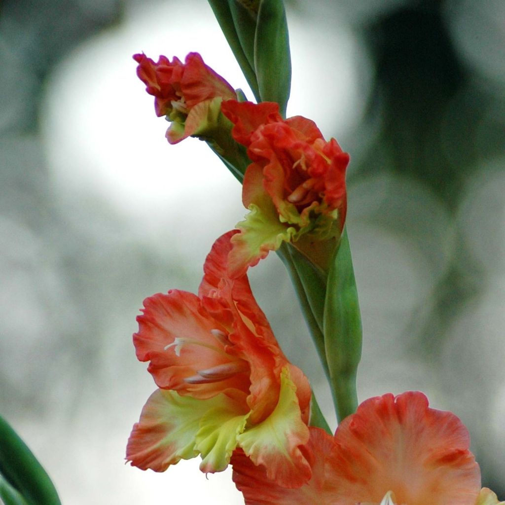 Großblütige Gladiole Princess Margaret Rose - Gladiolus