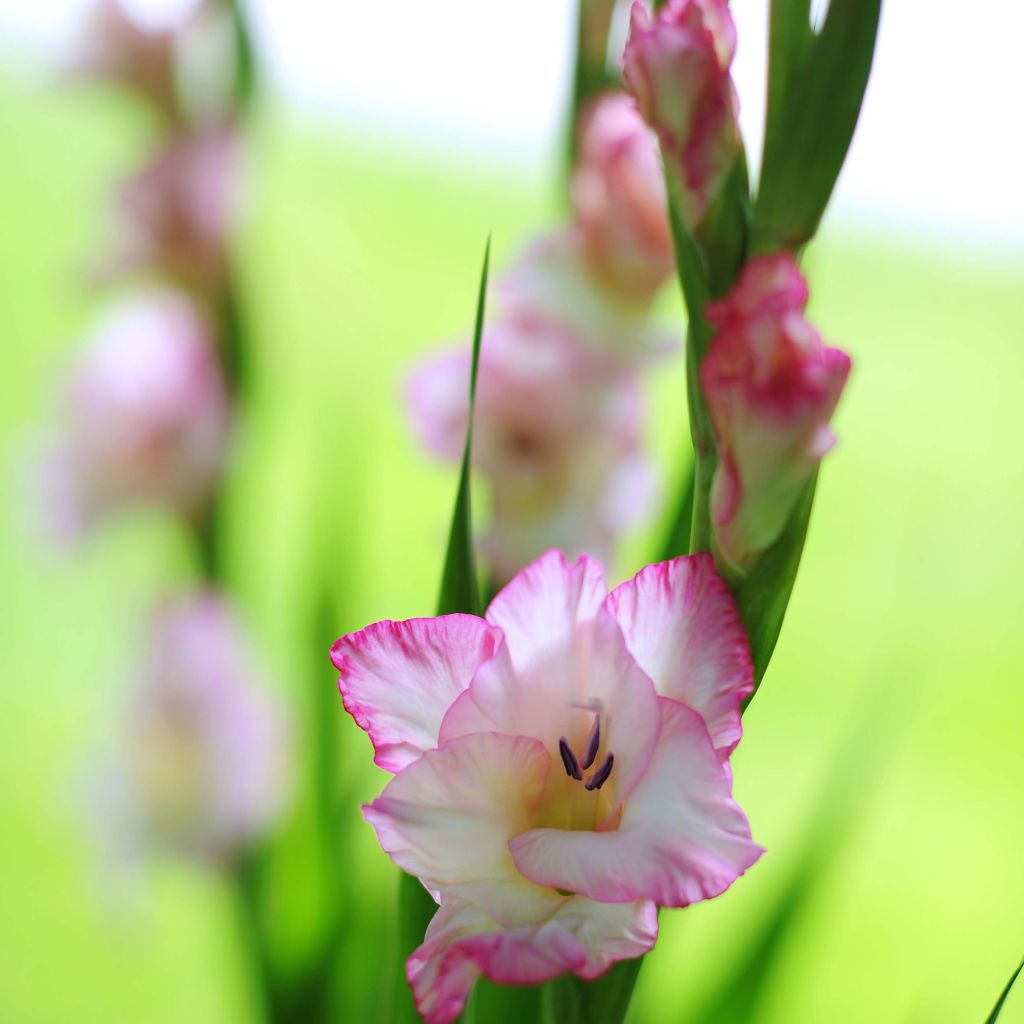 Großblütige Gladiole Priscilla - Gladiolus