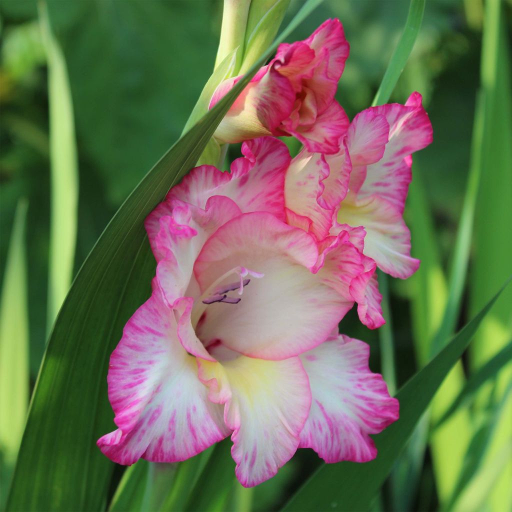 Großblütige Gladiole Priscilla - Gladiolus