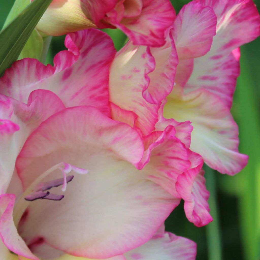 Großblütige Gladiole Priscilla - Gladiolus