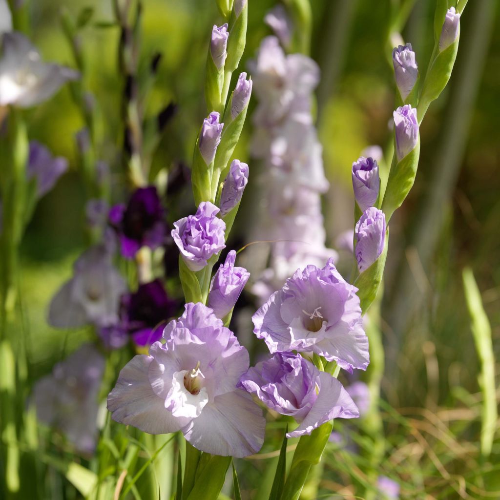 Glaïeul ou Gladiolus Sweet Blue