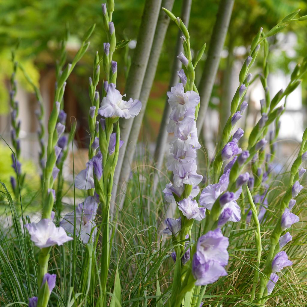 Großblütige Gladiole Sweet Blue - Gladiolus