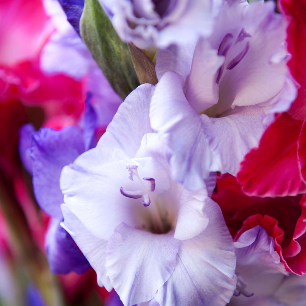 Großblütige Gladiole Sweet Blue - Gladiolus