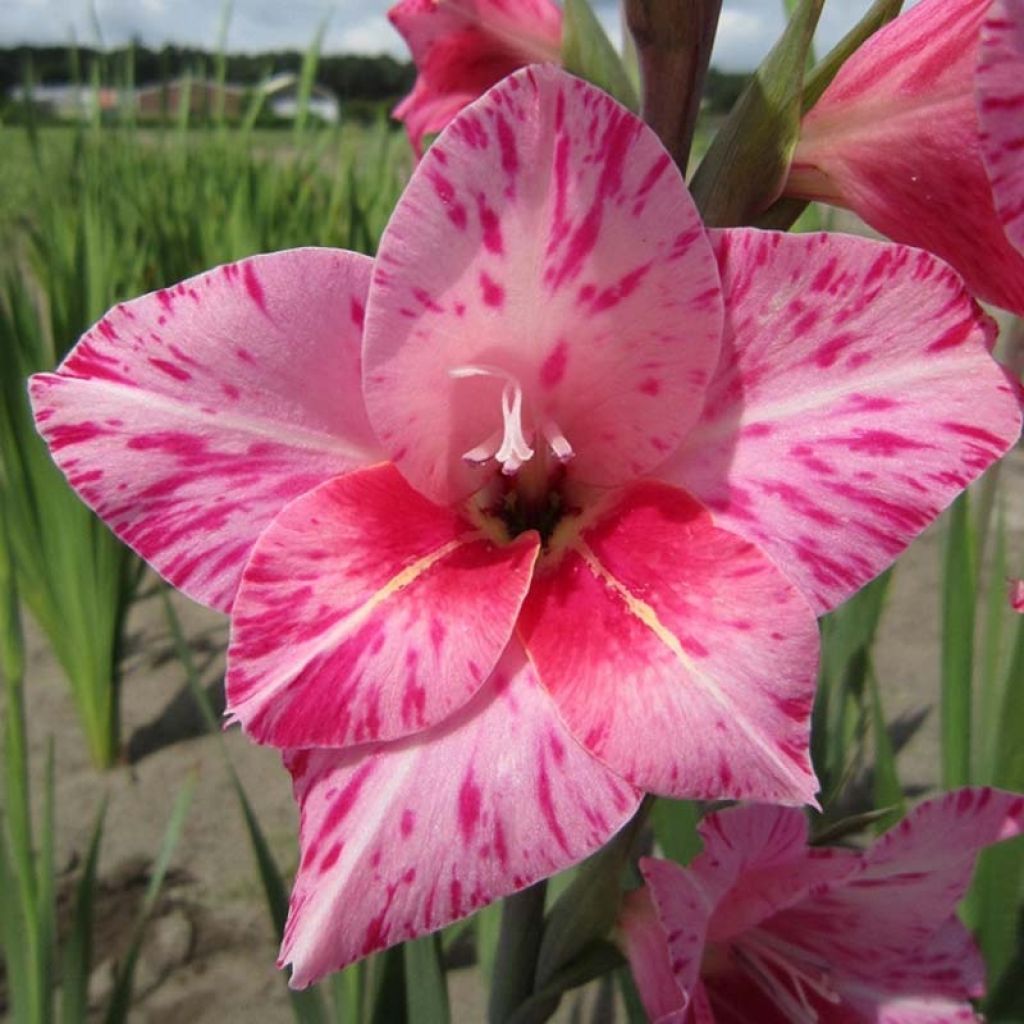 Gladiolus tubergenii Bibi - Gladiole