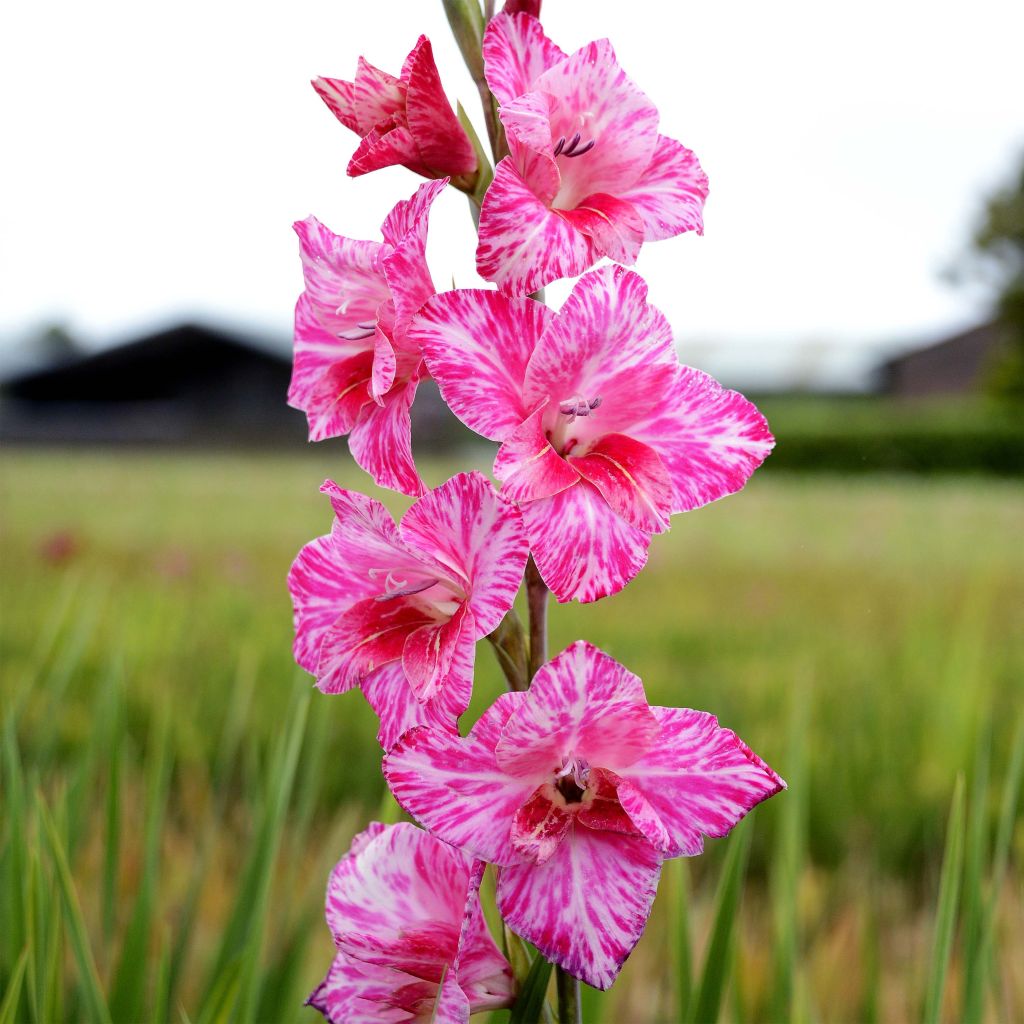 Gladiolus tubergenii Bibi - Gladiole