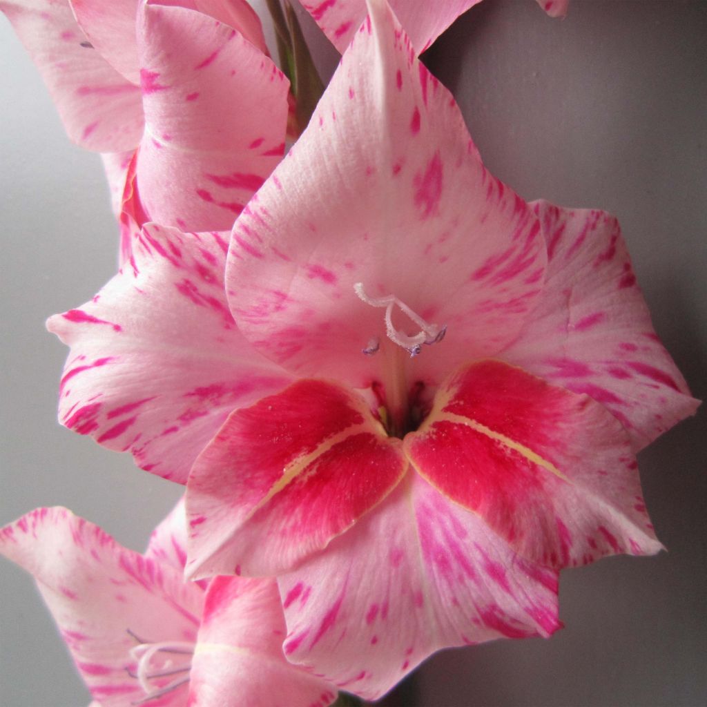 Gladiolus tubergenii Bibi - Gladiole