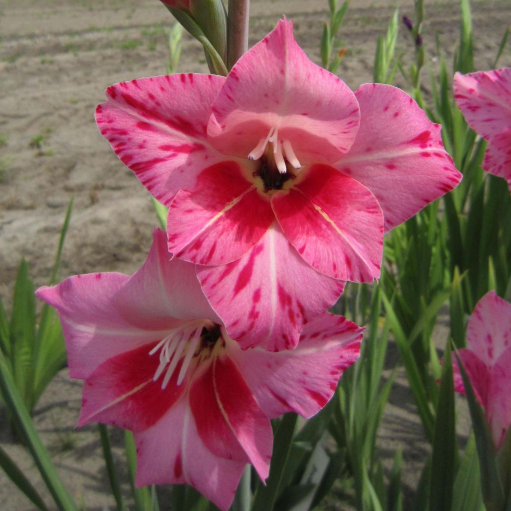 Gladiolus tubergenii Bibi - Gladiole