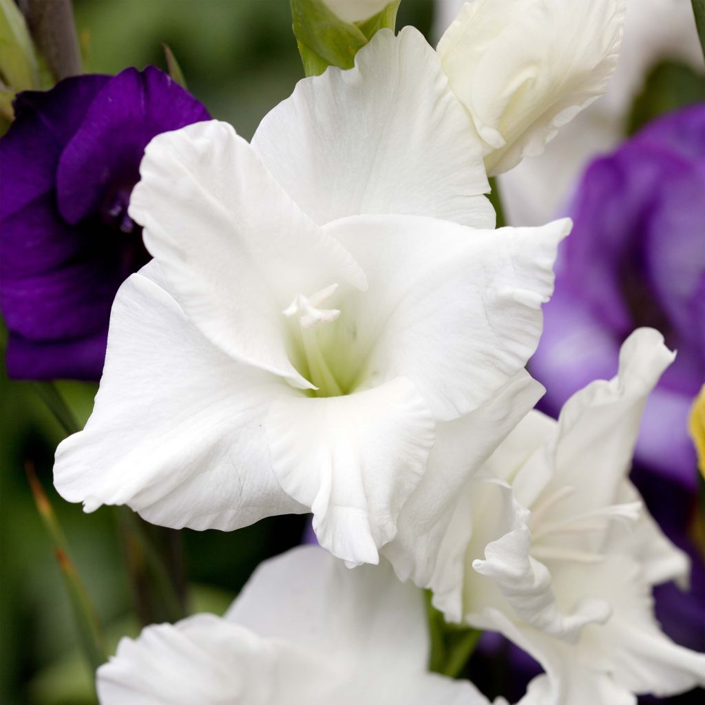 Großblütige Gladiole White Prosperity - Gladiolus