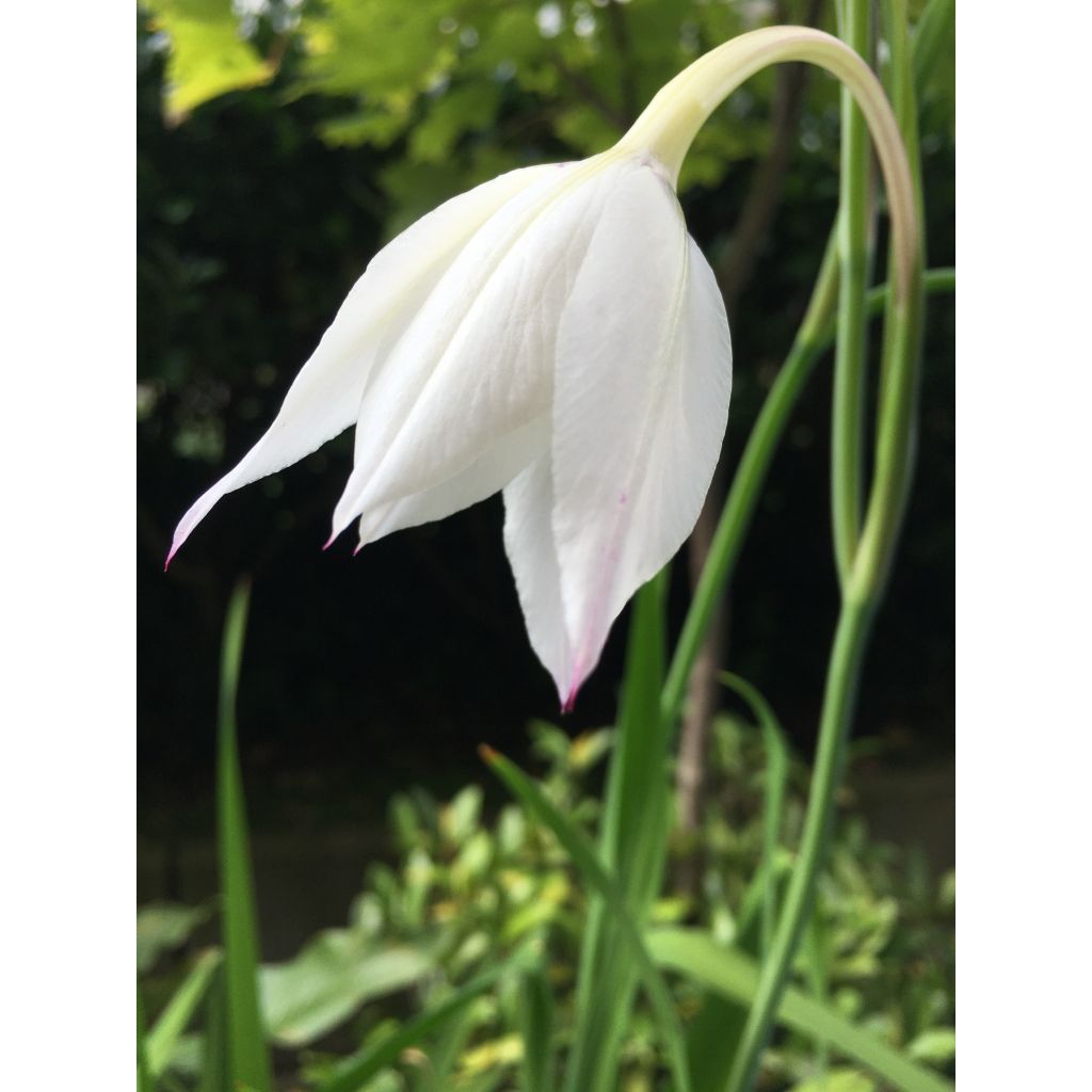 Gladiolus callianthus - Abessinische Gladiole