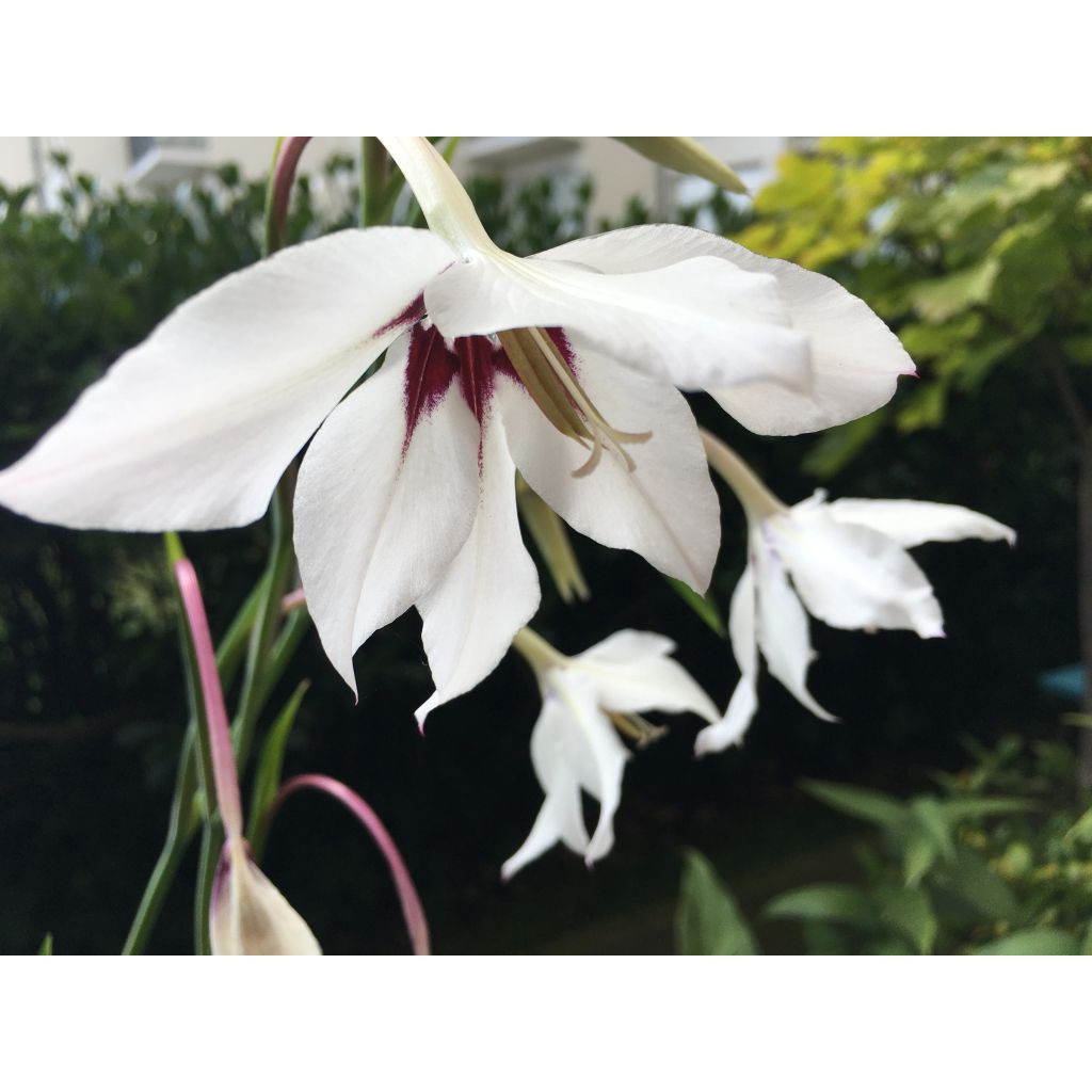 Gladiolus callianthus - Abessinische Gladiole