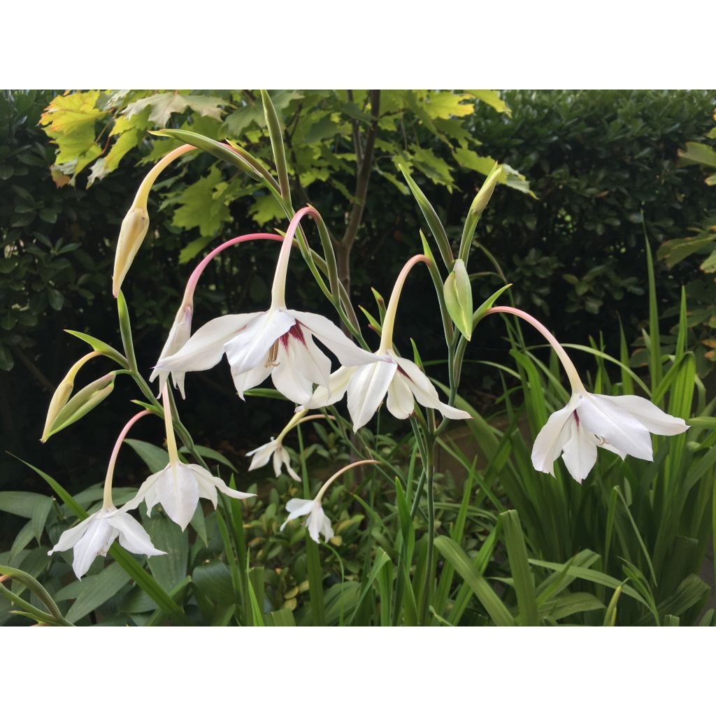 Gladiolus callianthus - Abessinische Gladiole