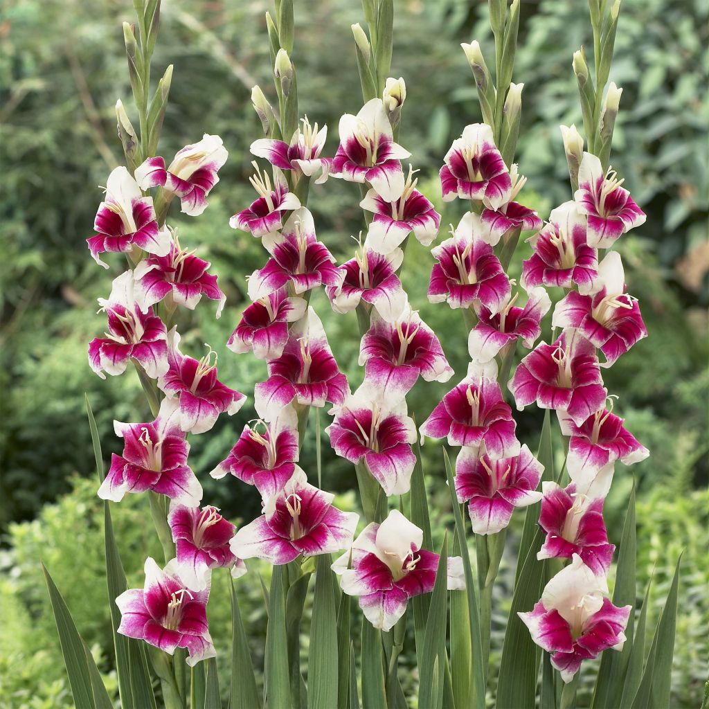 Gladiolus primulinus Adrienne - Gladiole