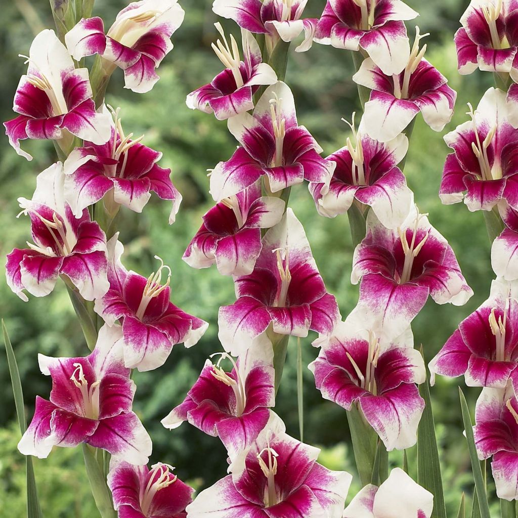 Gladiolus primulinus Adrienne - Gladiole