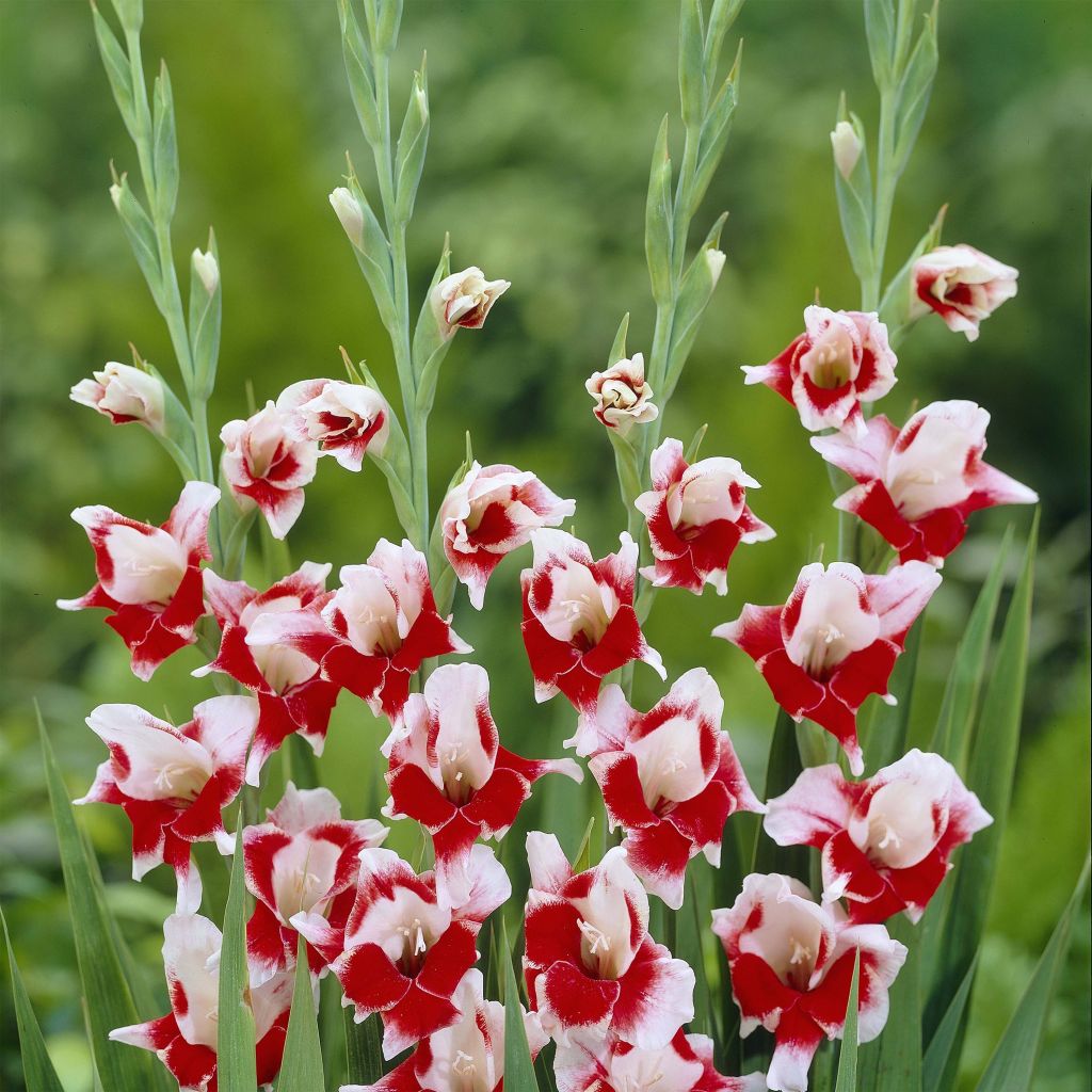 Gladiolus primulinus Bizar - Gladiole