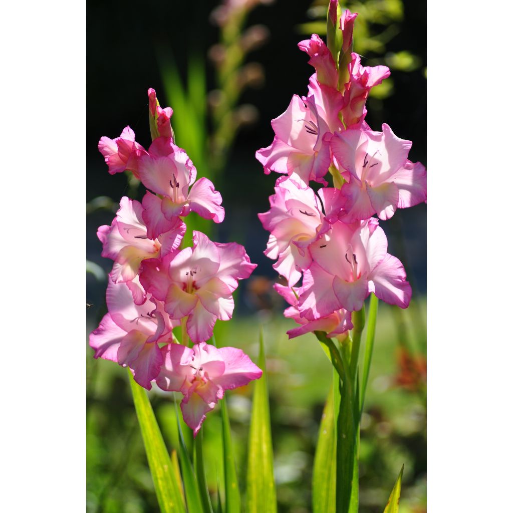 Großblütige Gladiole Priscilla - Gladiolus